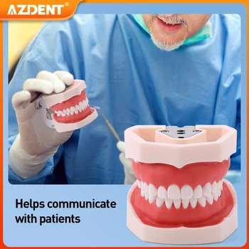 AZDENT Dantų Prekių Mokymo Modelį Išimami Dantų Typodont Dantų Modelio Stomatologų Praktika, Suaugusiųjų, Vaikų, Odontologijos Įranga